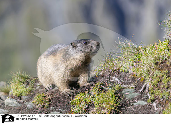 stehendes Murmeltier / standing Marmot / PW-05147