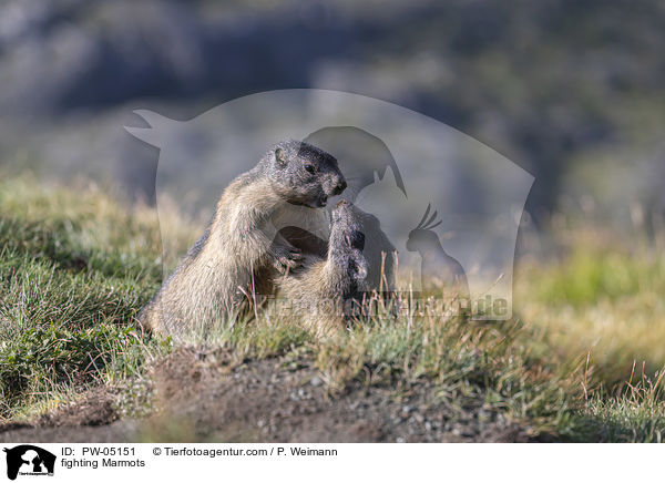 kmpfende Murmeltiere / fighting Marmots / PW-05151