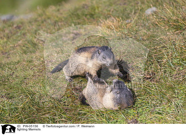 kmpfende Murmeltiere / fighting Marmots / PW-05156