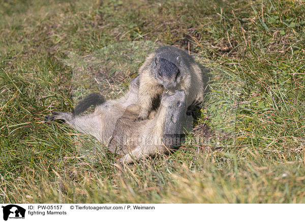 kmpfende Murmeltiere / fighting Marmots / PW-05157