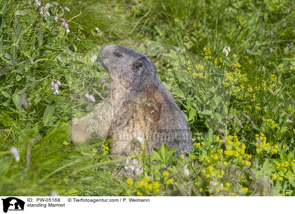 stehendes Murmeltier / standing Marmot / PW-05168