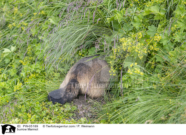 buddelndes Murmeltier / burrow Marmot / PW-05189