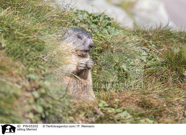 sitzendes Murmeltier / sitting Marmot / PW-05202