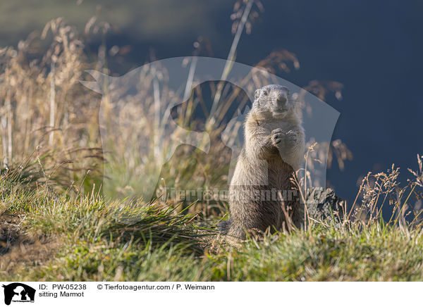 sitzendes Murmeltier / sitting Marmot / PW-05238