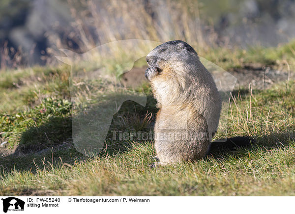 sitzendes Murmeltier / sitting Marmot / PW-05240