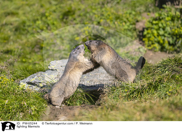 kmpfende Murmeltiere / fighting Marmots / PW-05244