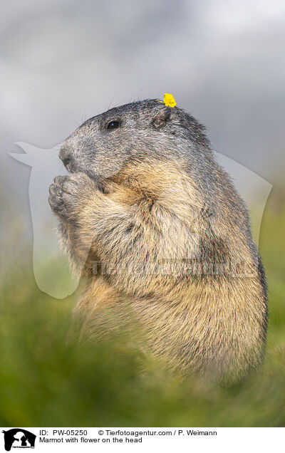 Murmeltier mit Blume auf dem Kopf / Marmot with flower on the head / PW-05250