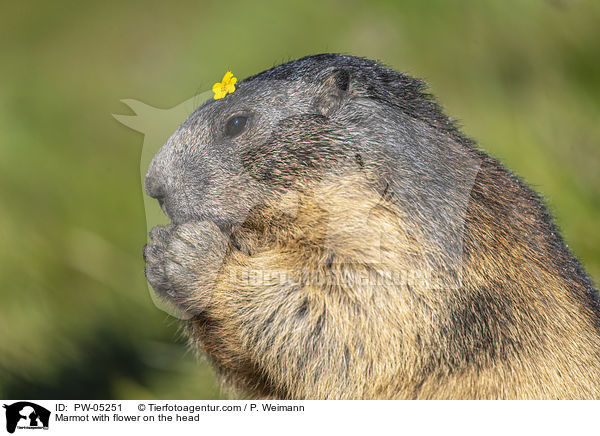 Murmeltier mit Blume auf dem Kopf / Marmot with flower on the head / PW-05251