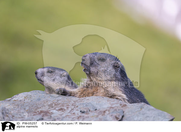 Alpenmurmeltiere / alpine marmots / PW-05257