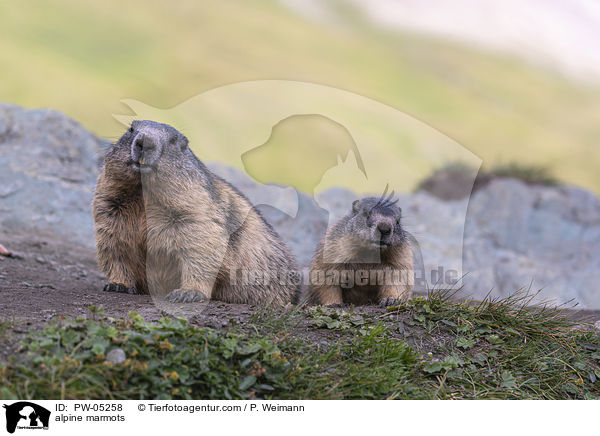 Alpenmurmeltiere / alpine marmots / PW-05258