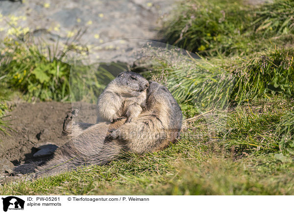 Alpenmurmeltiere / alpine marmots / PW-05261