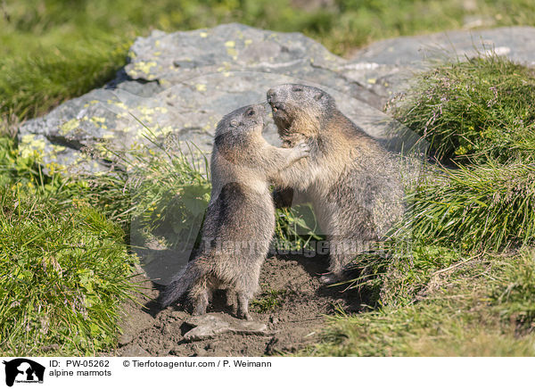 Alpenmurmeltiere / alpine marmots / PW-05262