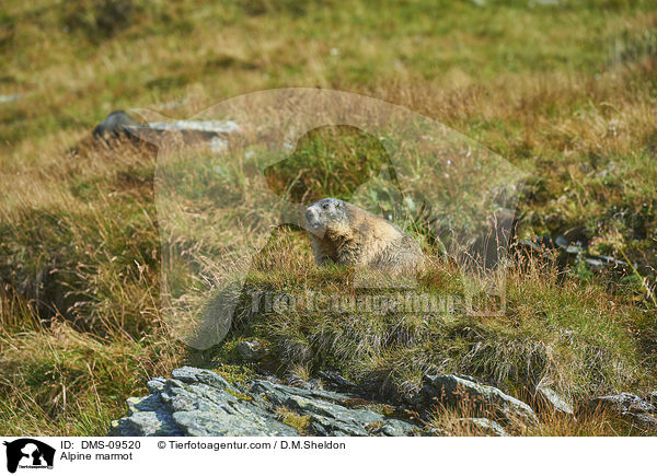 Alpenmurmeltier / Alpine marmot / DMS-09520