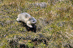 Alpine marmot