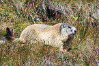 Alpine marmot