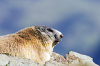 Alpine marmot