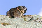 Alpine marmot