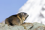 Alpine marmot