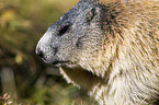 Alpine marmot