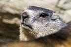 Alpine marmot