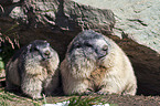 Alpine marmots