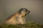 Alpine marmot