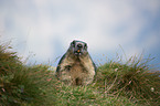 Alpine marmot