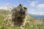 Alpine marmot