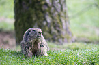 Alpine marmot