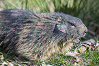 Alpine marmot