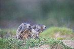 Alpine marmots