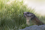 Alpine marmot