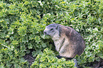 Alpine marmot