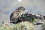 Alpine marmot