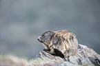 Alpine marmot