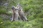 Alpine marmots