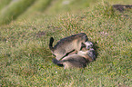 fighting Marmots