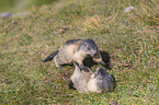 fighting Marmots