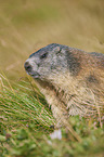 Alpine marmot