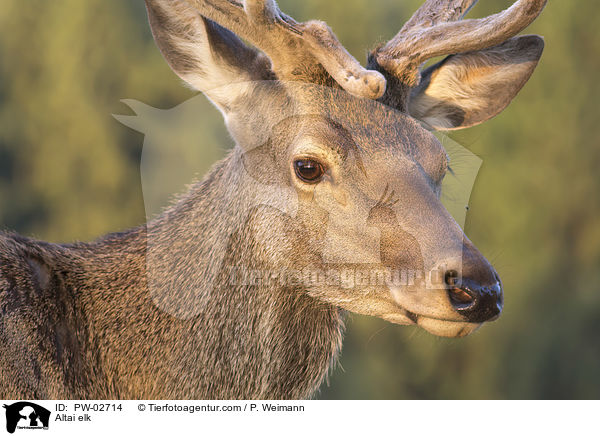 Altai-Maral / Altai elk / PW-02714