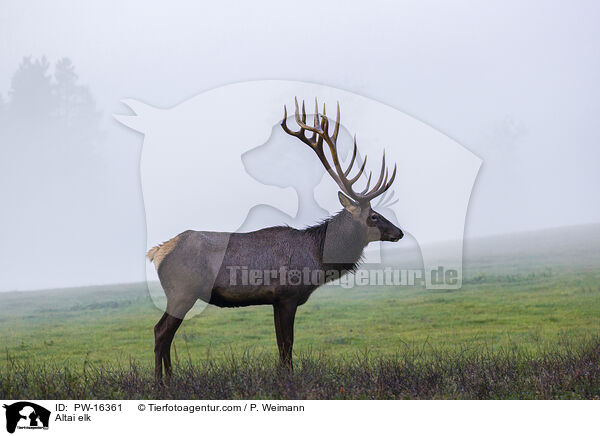 Altai-Maral / Altai elk / PW-16361