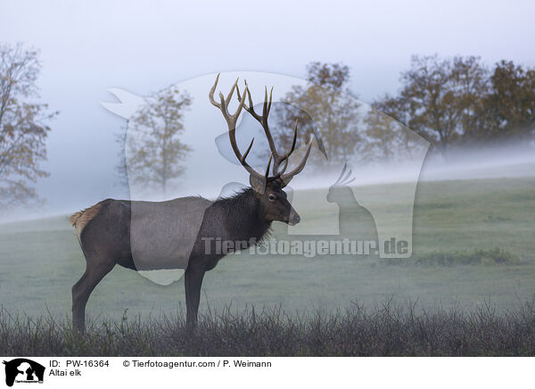 Altai-Maral / Altai elk / PW-16364