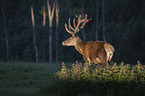 standing Altai Wapiti