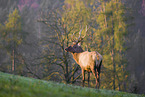 Altai-Maral,