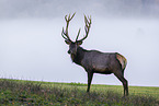 Altai elk