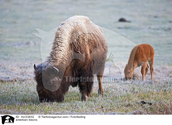 american bisons / HJ-03832