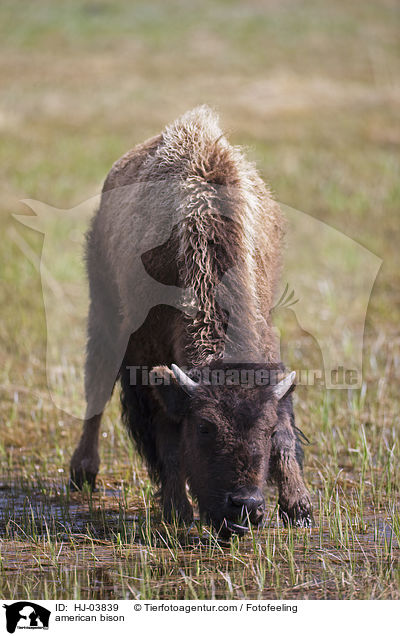 Amerikanischer Bison / american bison / HJ-03839