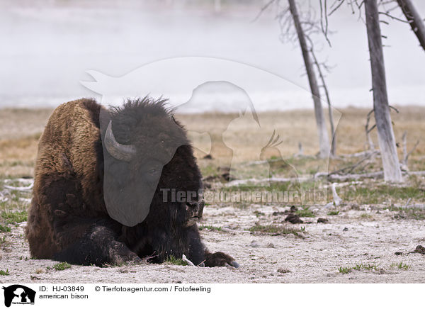 american bison / HJ-03849