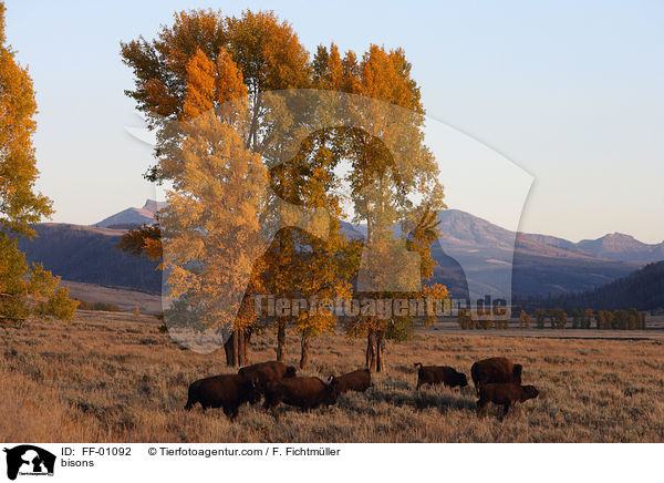Amerikanische Bisons / bisons / FF-01092