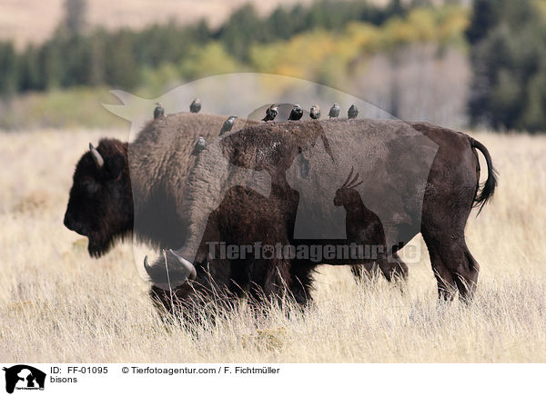 Amerikanische Bisons / bisons / FF-01095